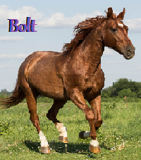 Bolt